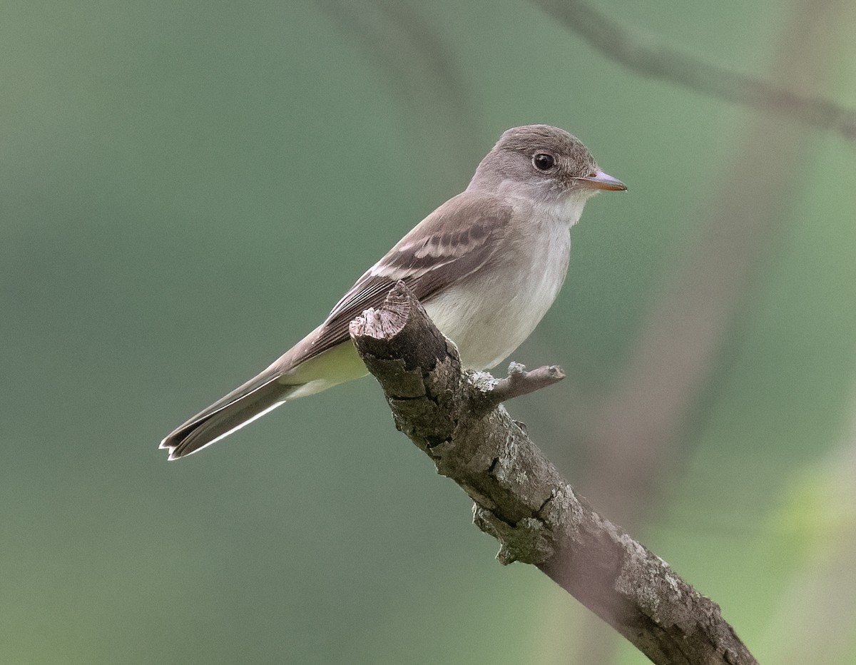 Willow Flycatcher - ML620147364