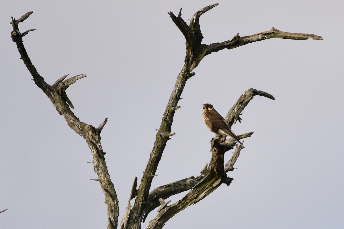 Brown Falcon - ML620147371