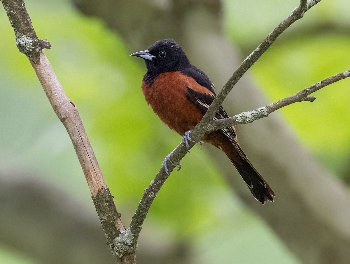 Orchard Oriole - ML620147375