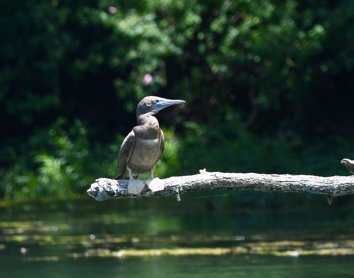 Brown Booby - ML620147385