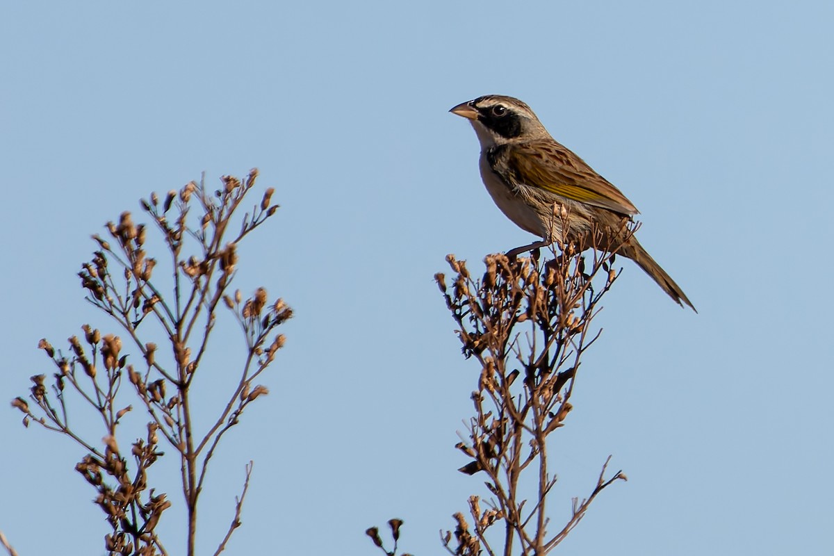 Grassland Sparrow - ML620147400