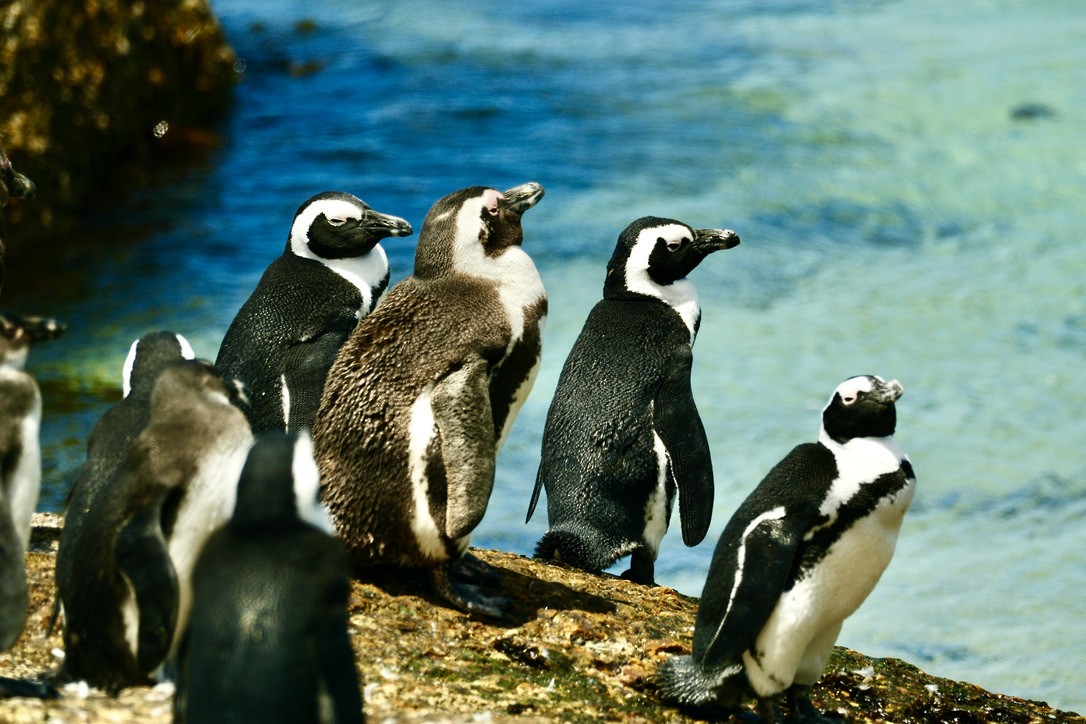 Pingüino de El Cabo - ML620147401