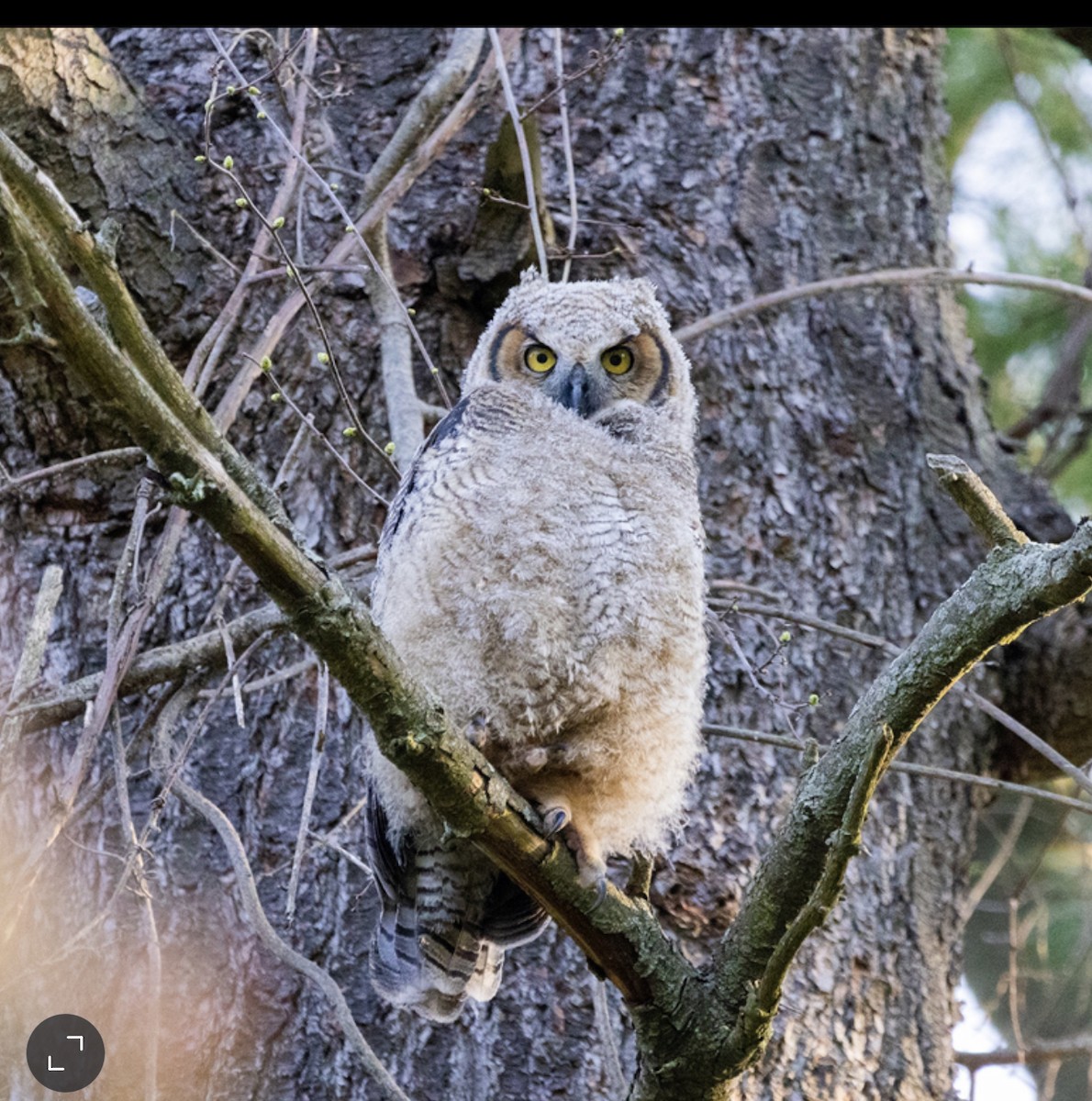 Great Horned Owl - ML620147407