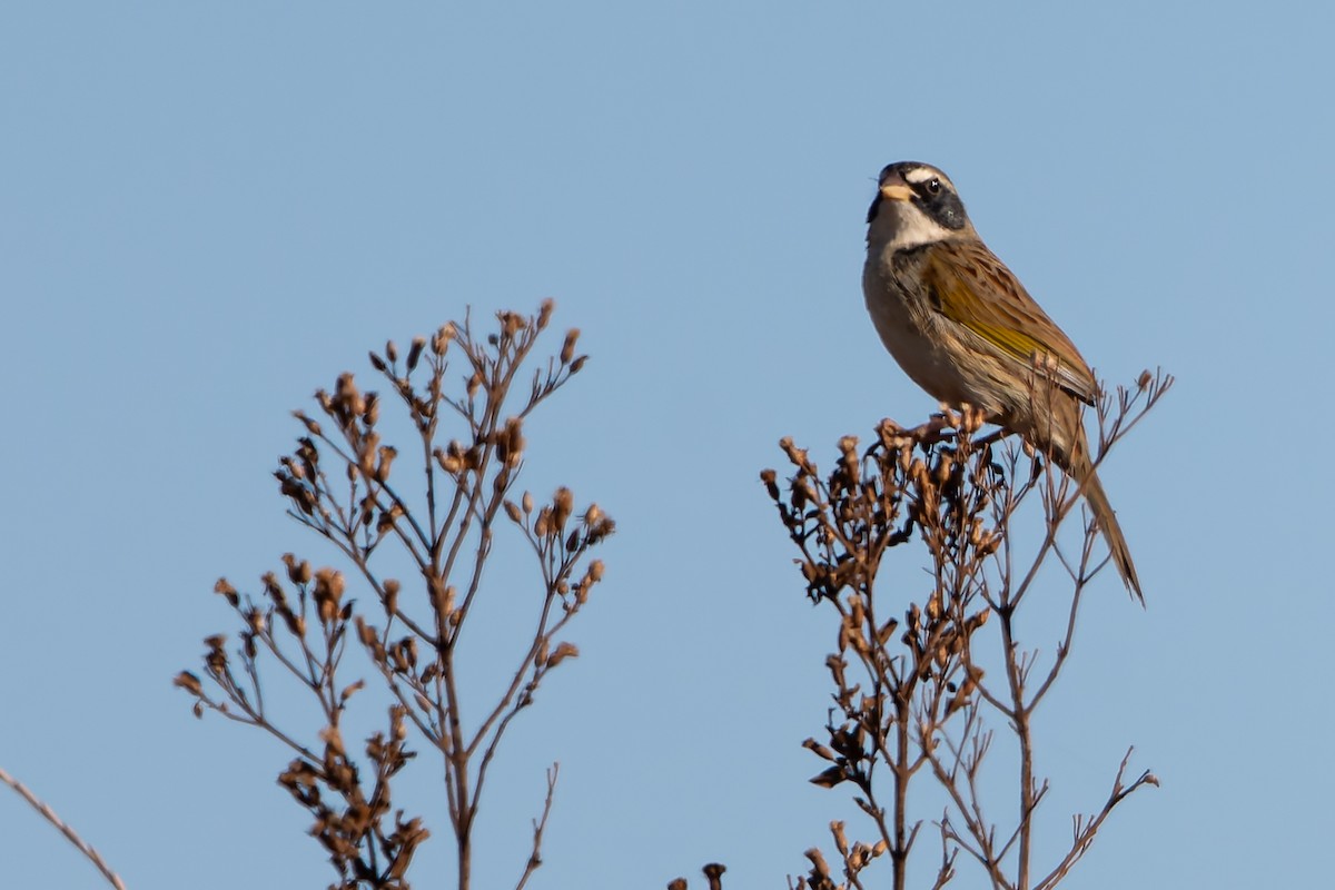 Grassland Sparrow - ML620147408