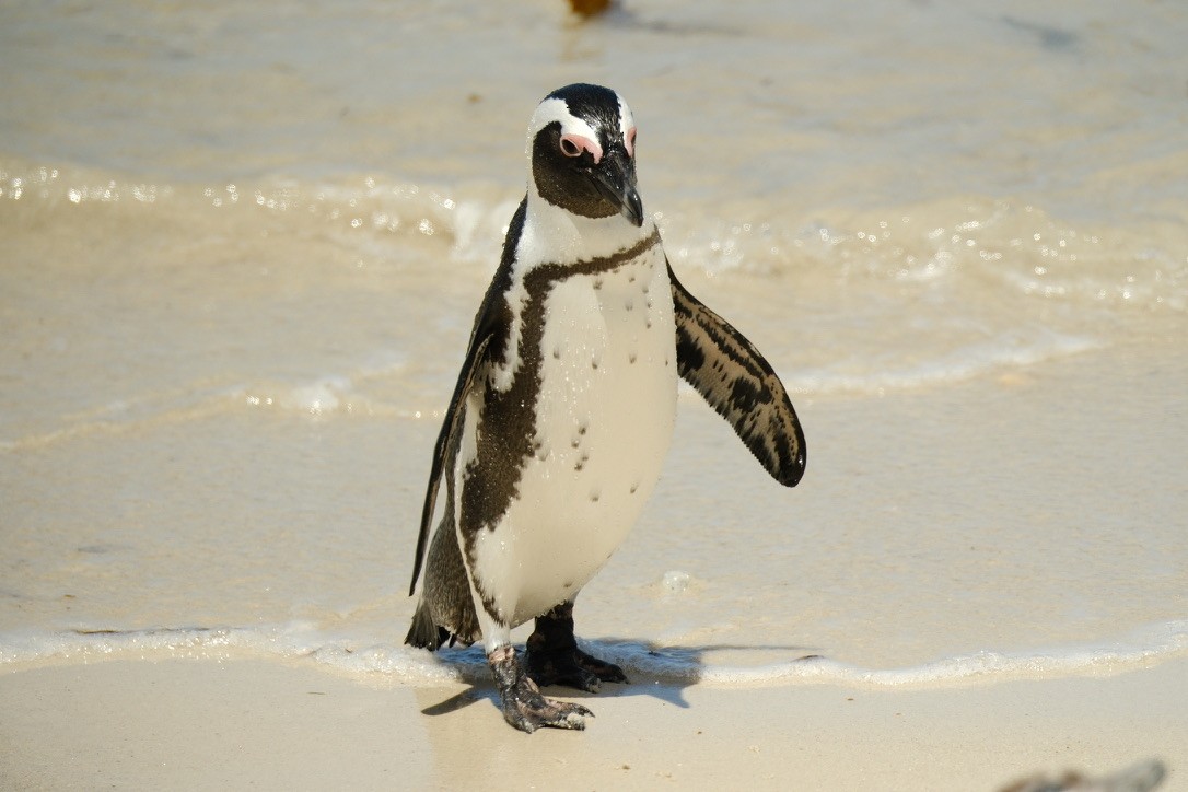 Очковый пингвин - ML620147415