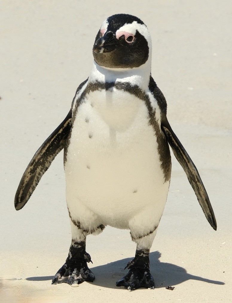Pingüino de El Cabo - ML620147417