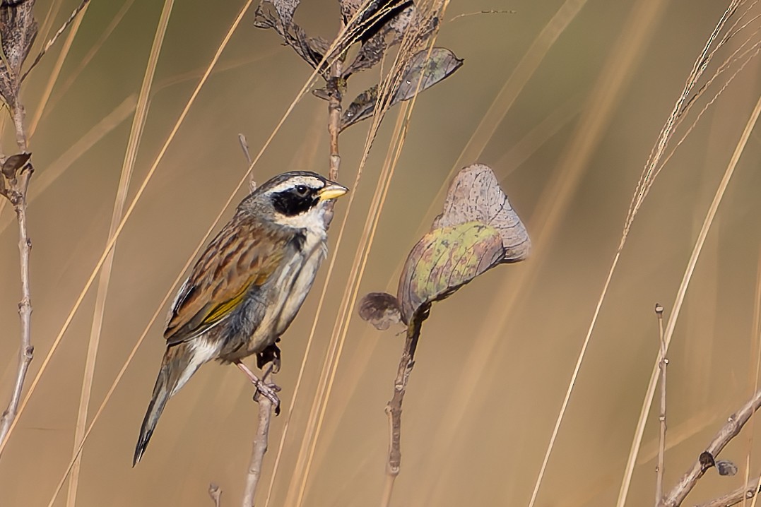 Grassland Sparrow - ML620147419