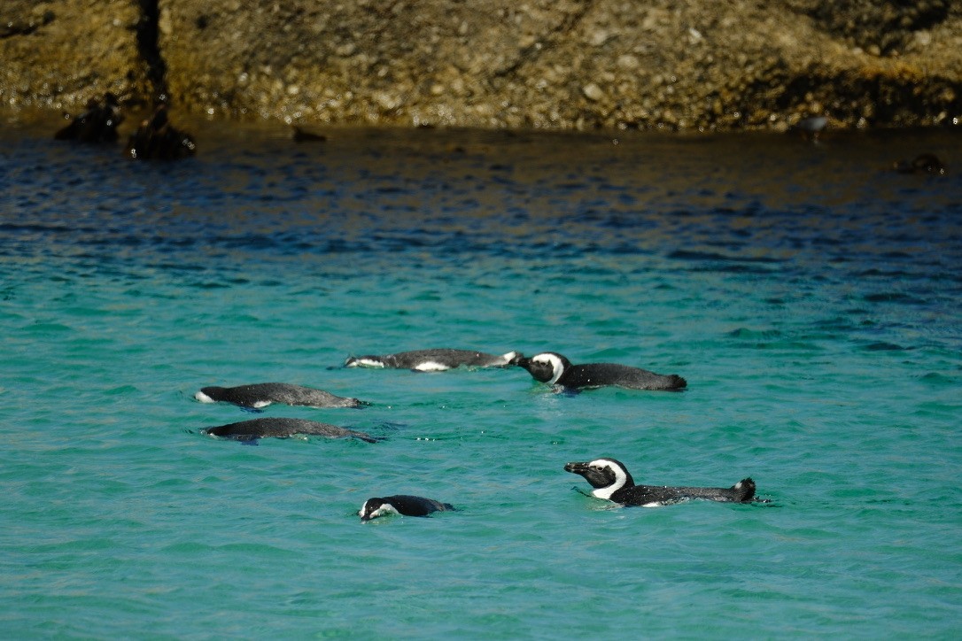 Pingüino de El Cabo - ML620147421