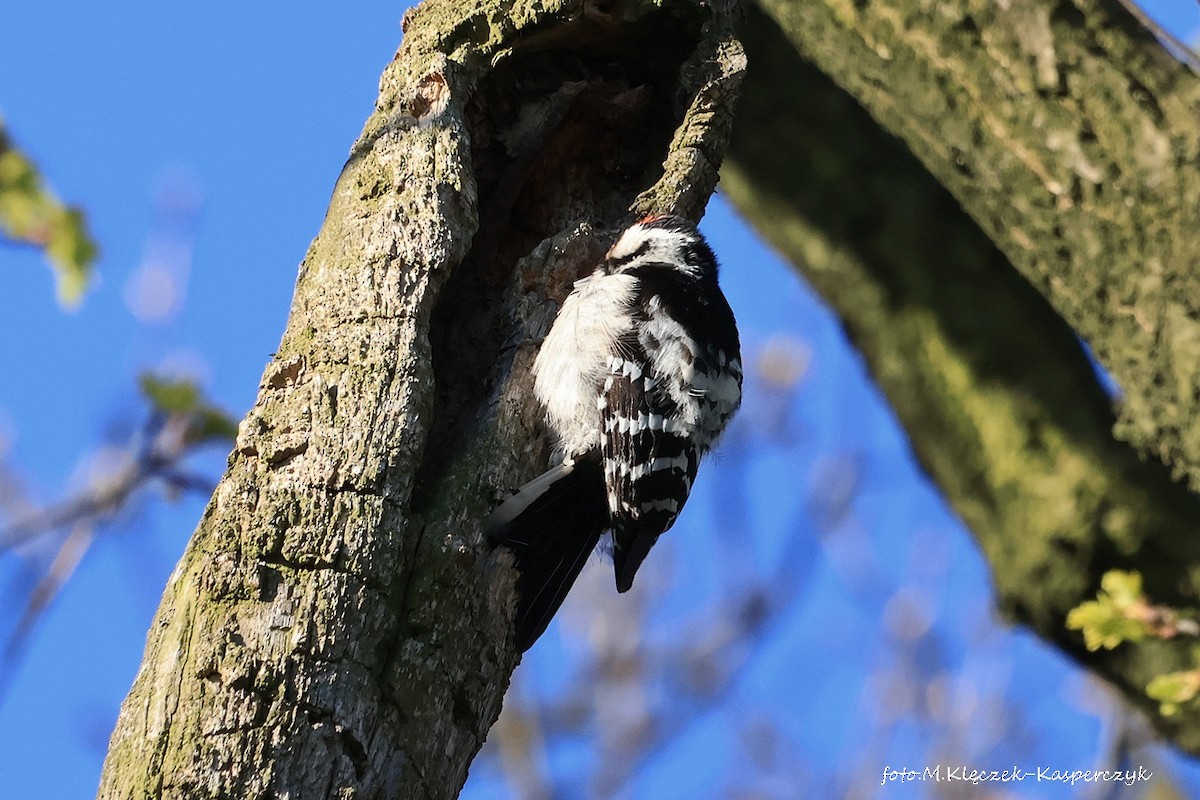 Lesser Spotted Woodpecker - ML620147440