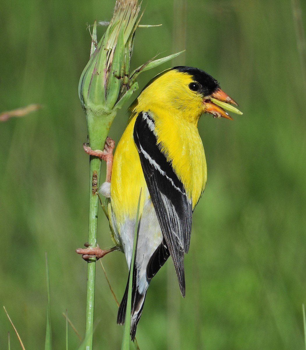 Chardonneret jaune - ML620147445