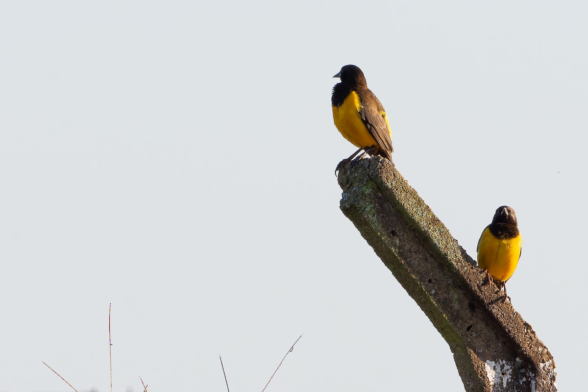 Yellow-rumped Marshbird - Marco Guimaraes