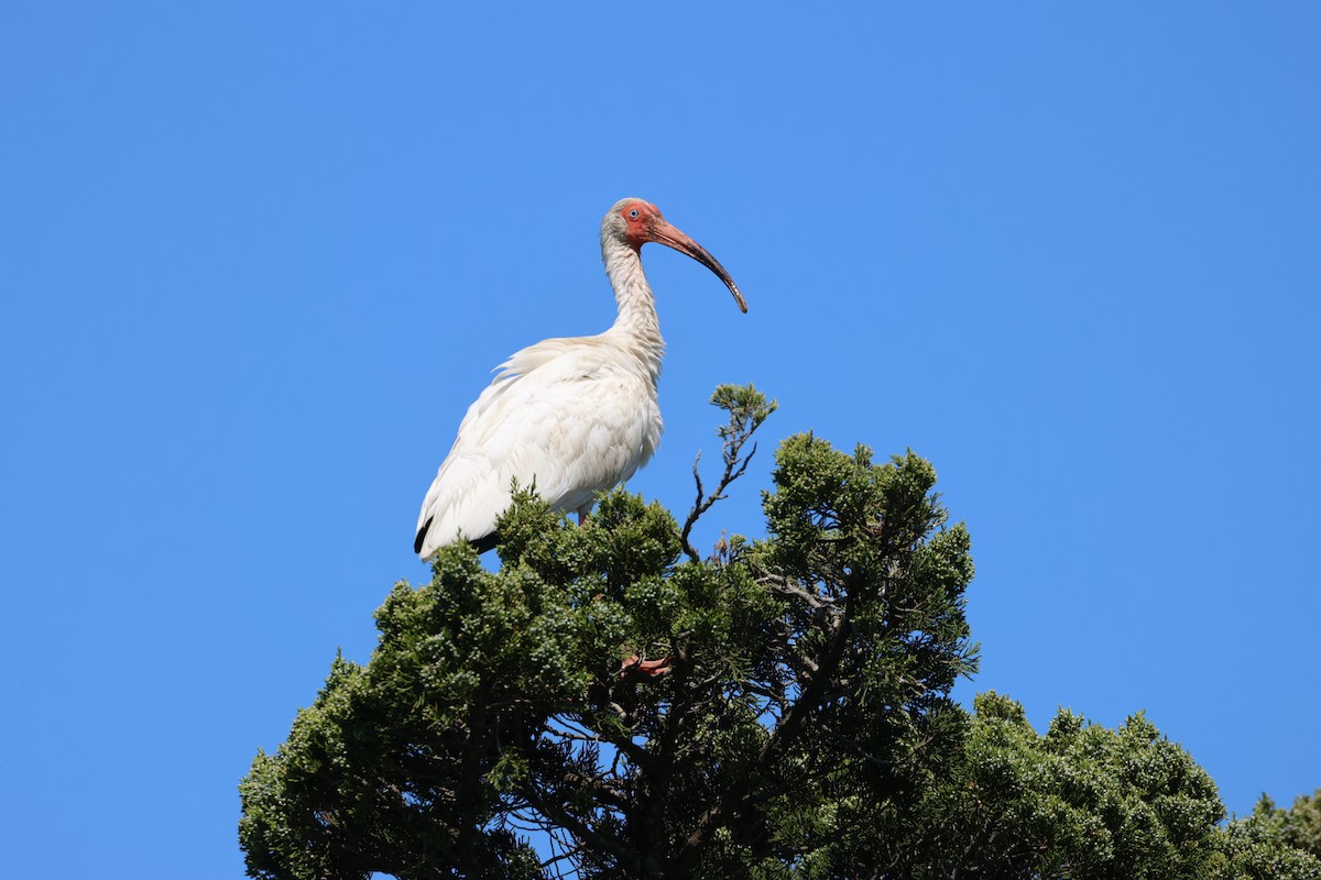 ibis bílý - ML620147454