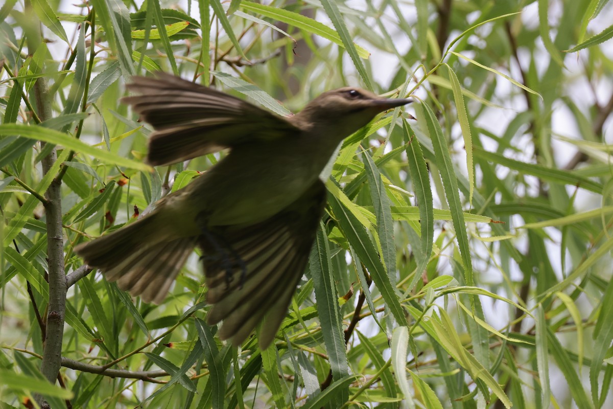 Black-whiskered Vireo - ML620147459