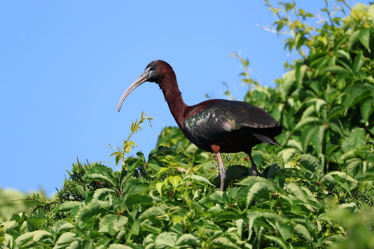 ibis hnědý - ML620147465