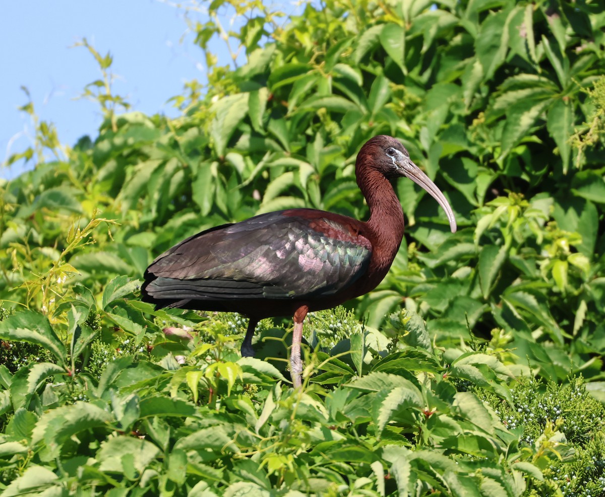 ibis hnědý - ML620147466