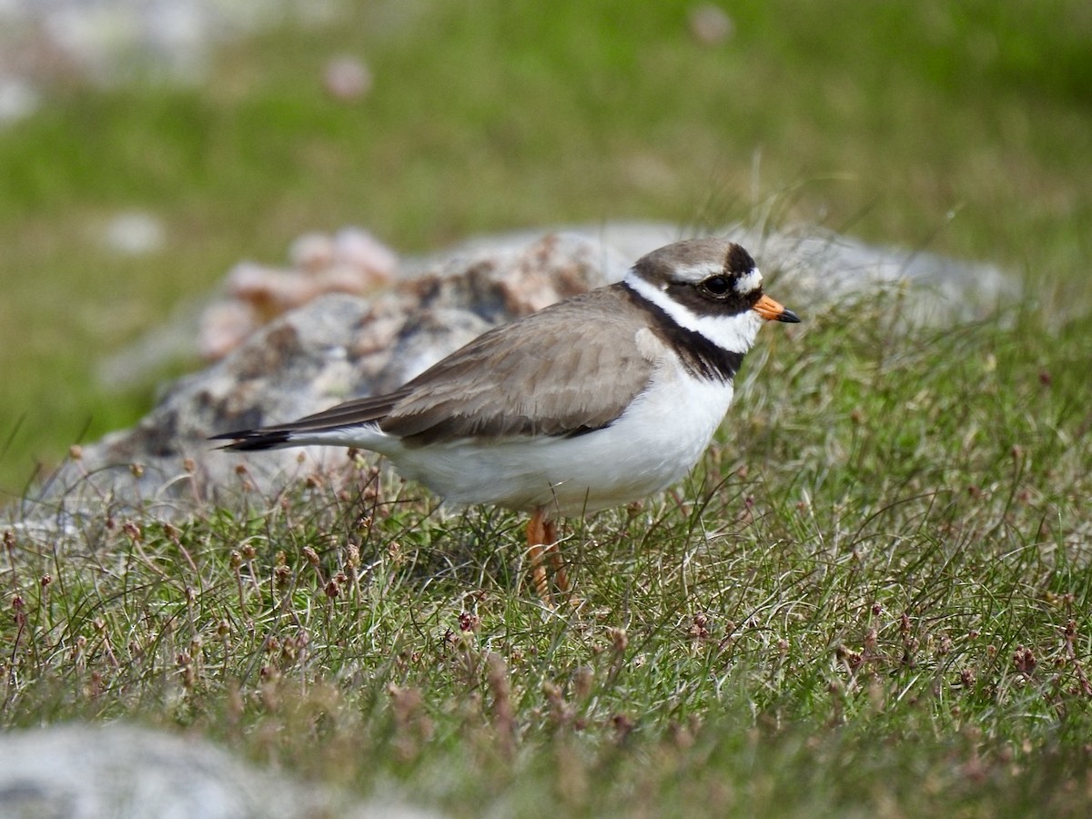 Common Ringed Plover - ML620147471