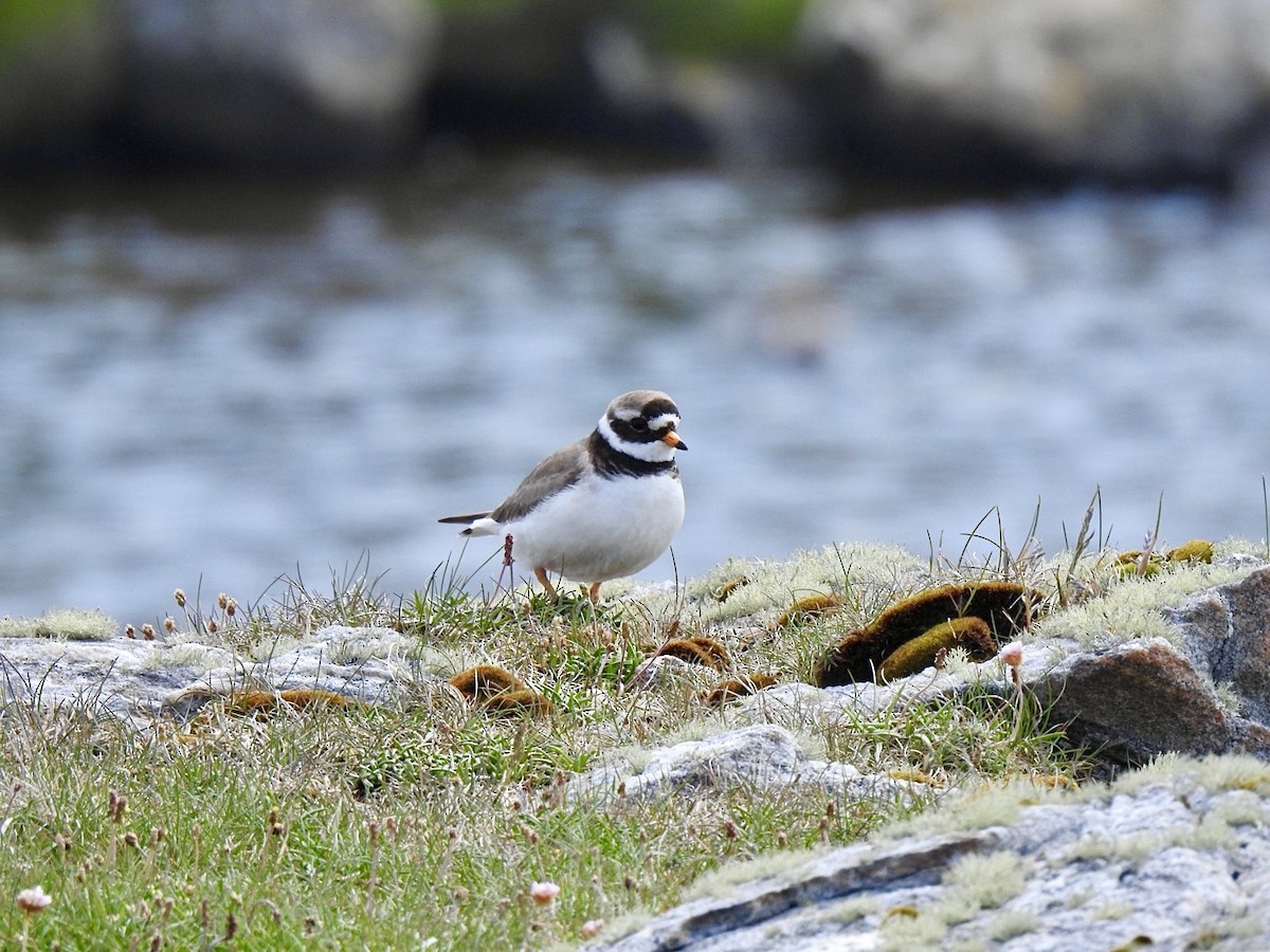 Common Ringed Plover - ML620147472