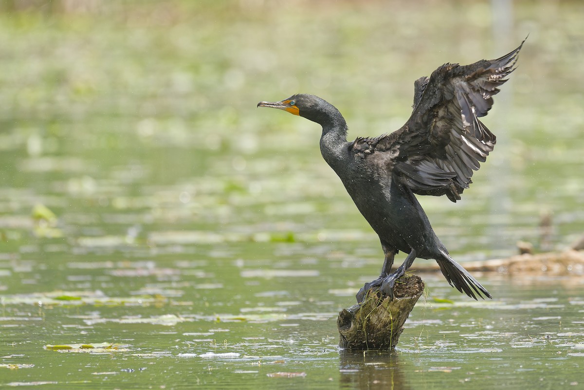 Cormoran à aigrettes - ML620147475