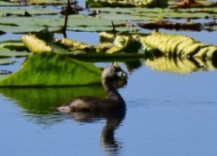 Pied-billed Grebe - ML620147476