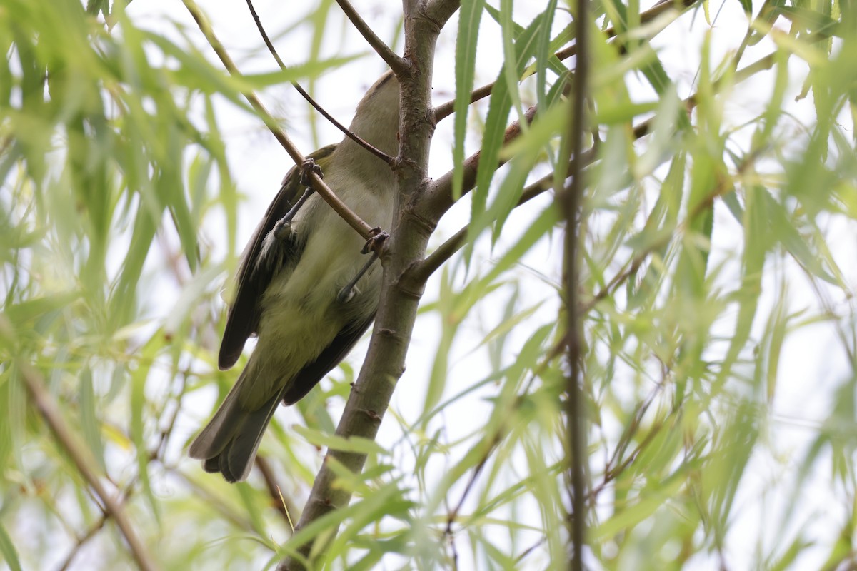 Vireo Bigotudo - ML620147485