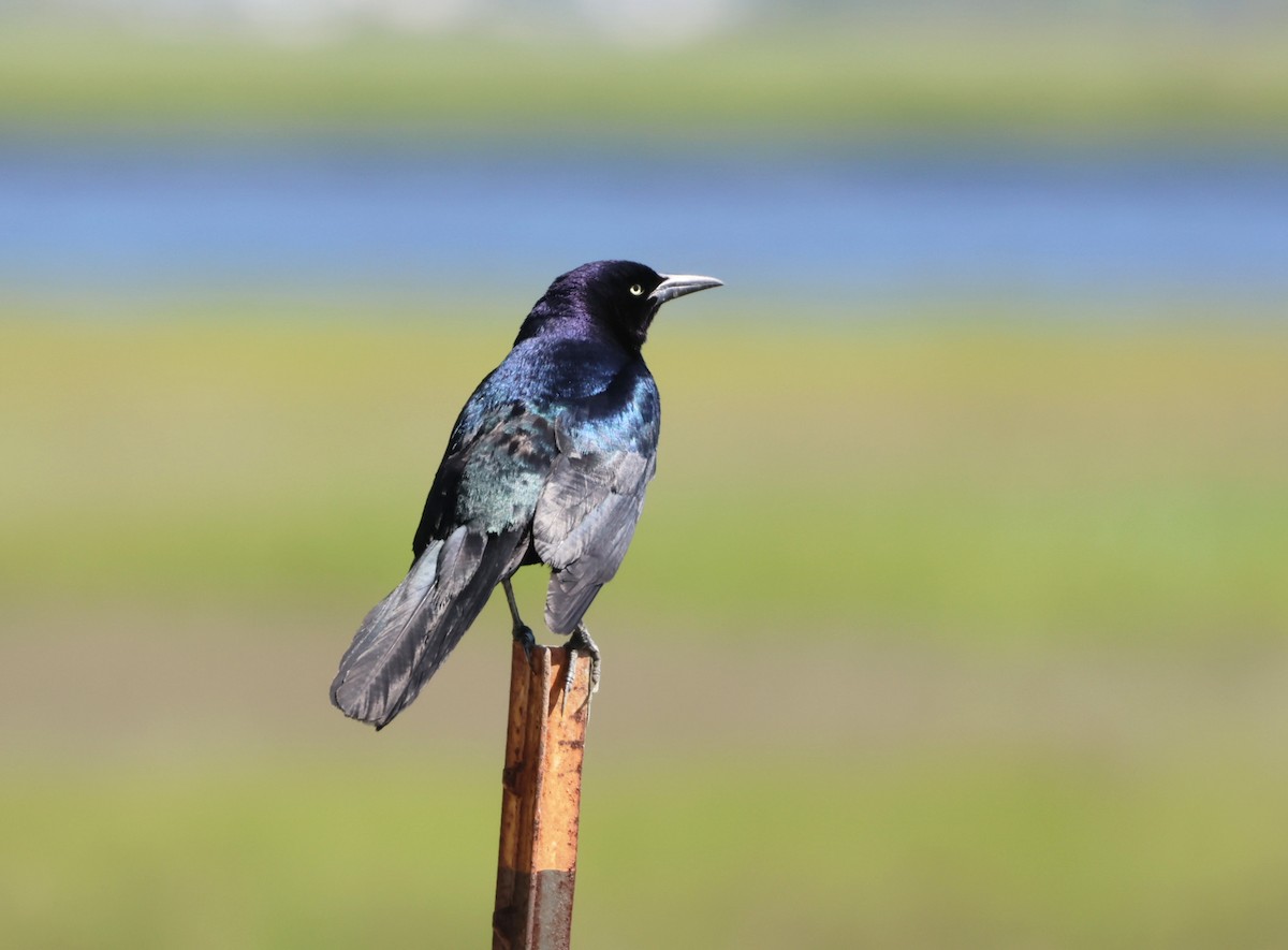 Boat-tailed Grackle - ML620147488