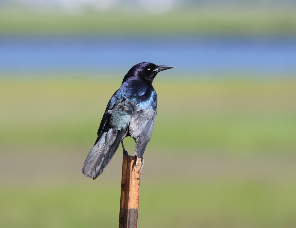 Boat-tailed Grackle - ML620147489