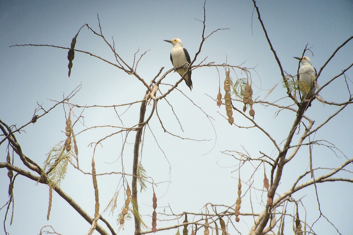 White Woodpecker - ML620147491