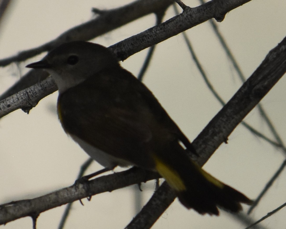 American Redstart - ML620147494