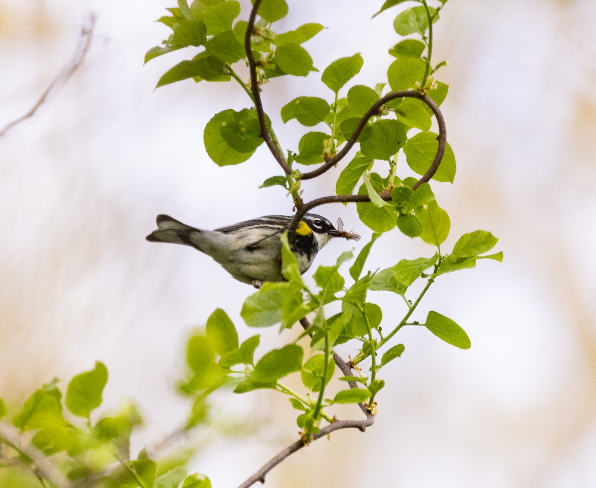 Yellow-rumped Warbler - ML620147495