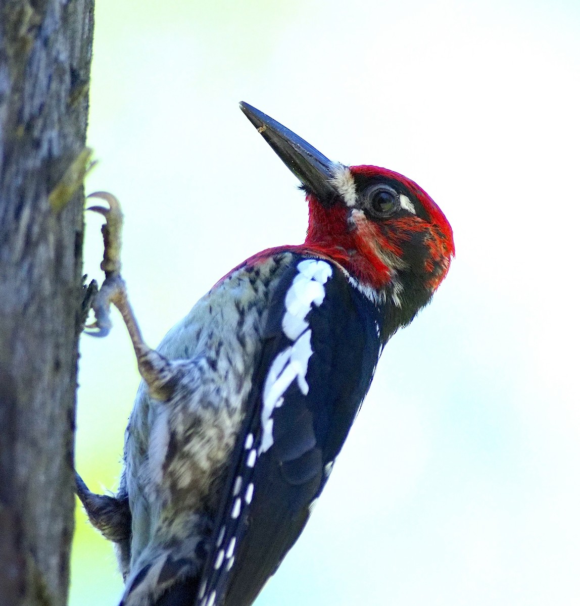 Red-breasted Sapsucker - ML620147499