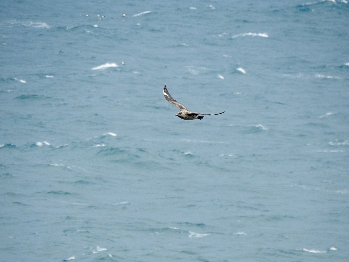 Great Skua - ML620147501