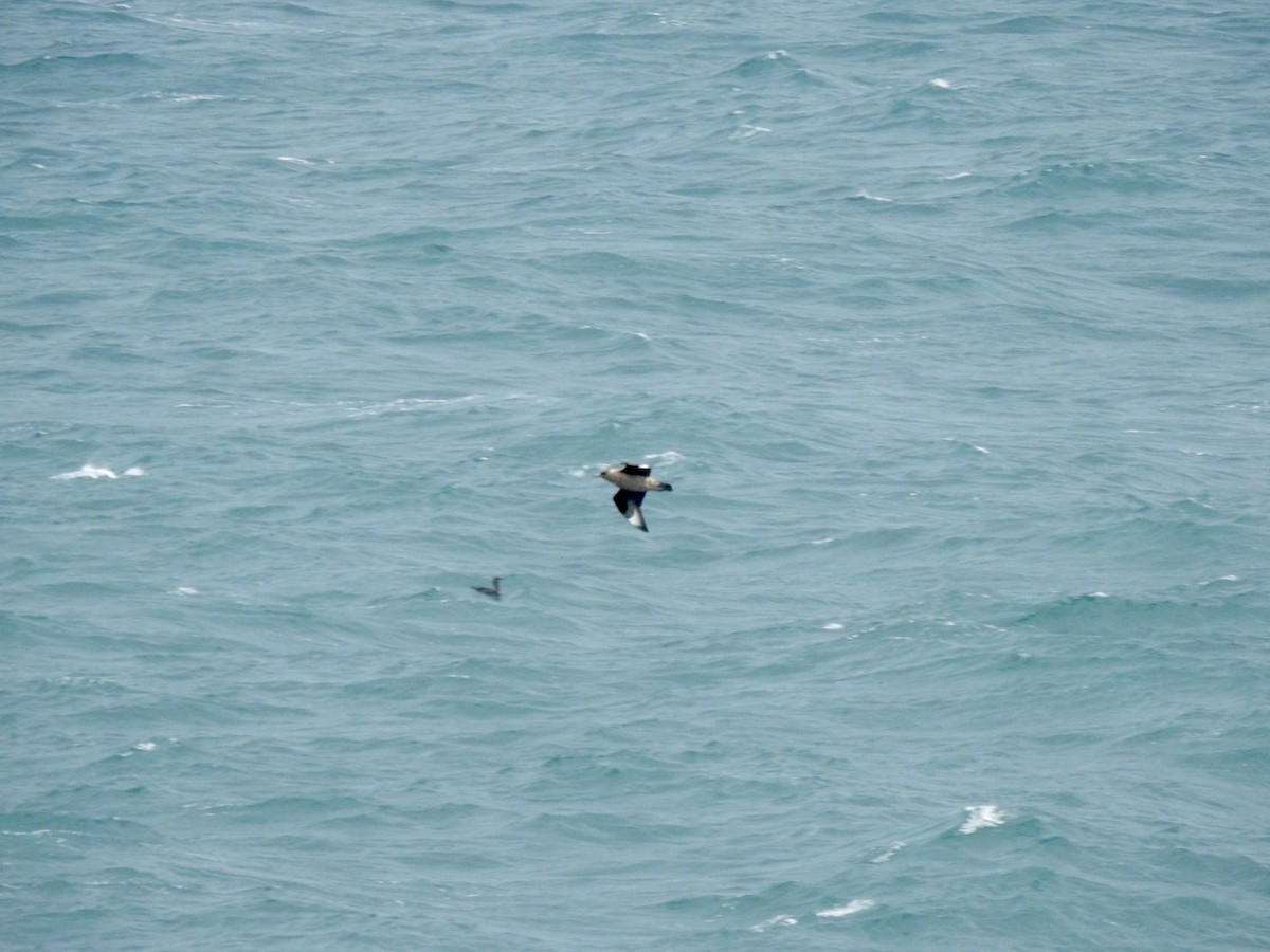 Great Skua - ML620147503