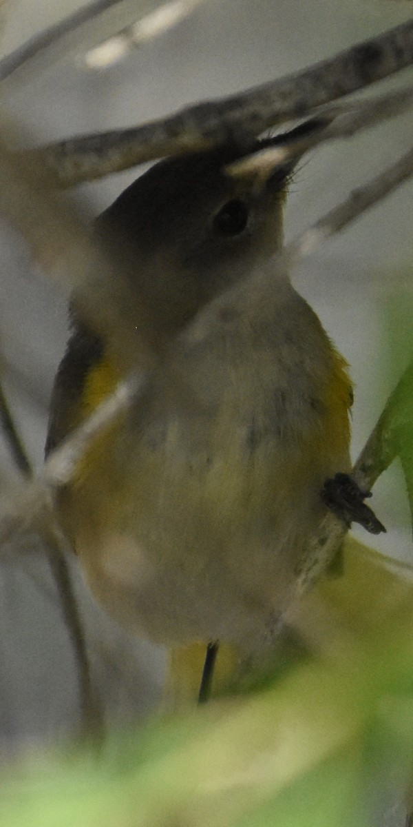 American Redstart - ML620147505