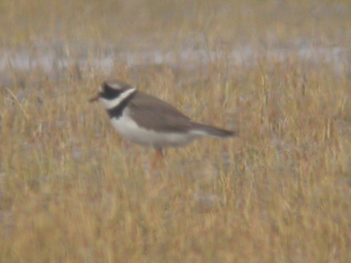 Common Ringed Plover - Adrian Boyle