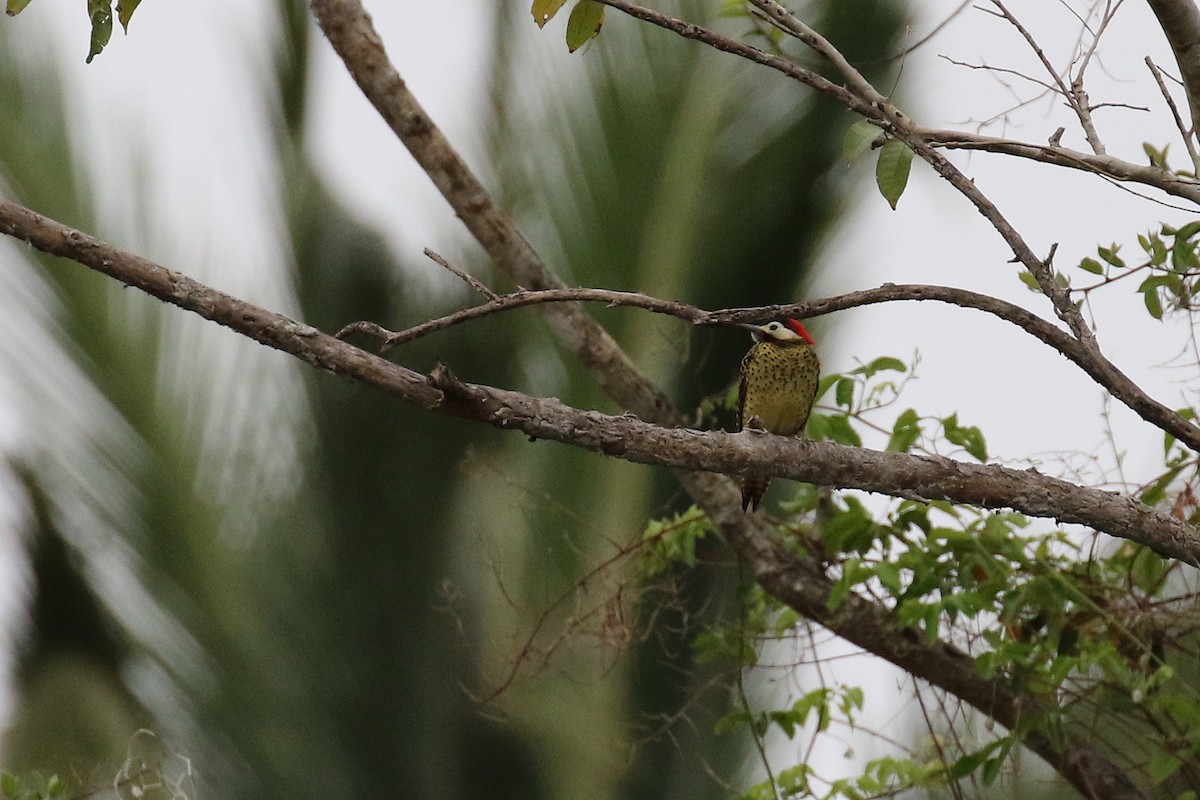 Green-barred Woodpecker - ML620147511