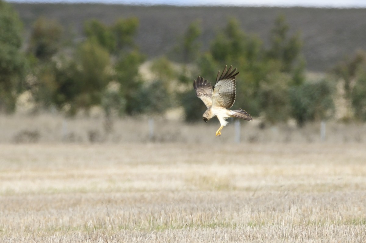 Spotted Harrier - ML620147517