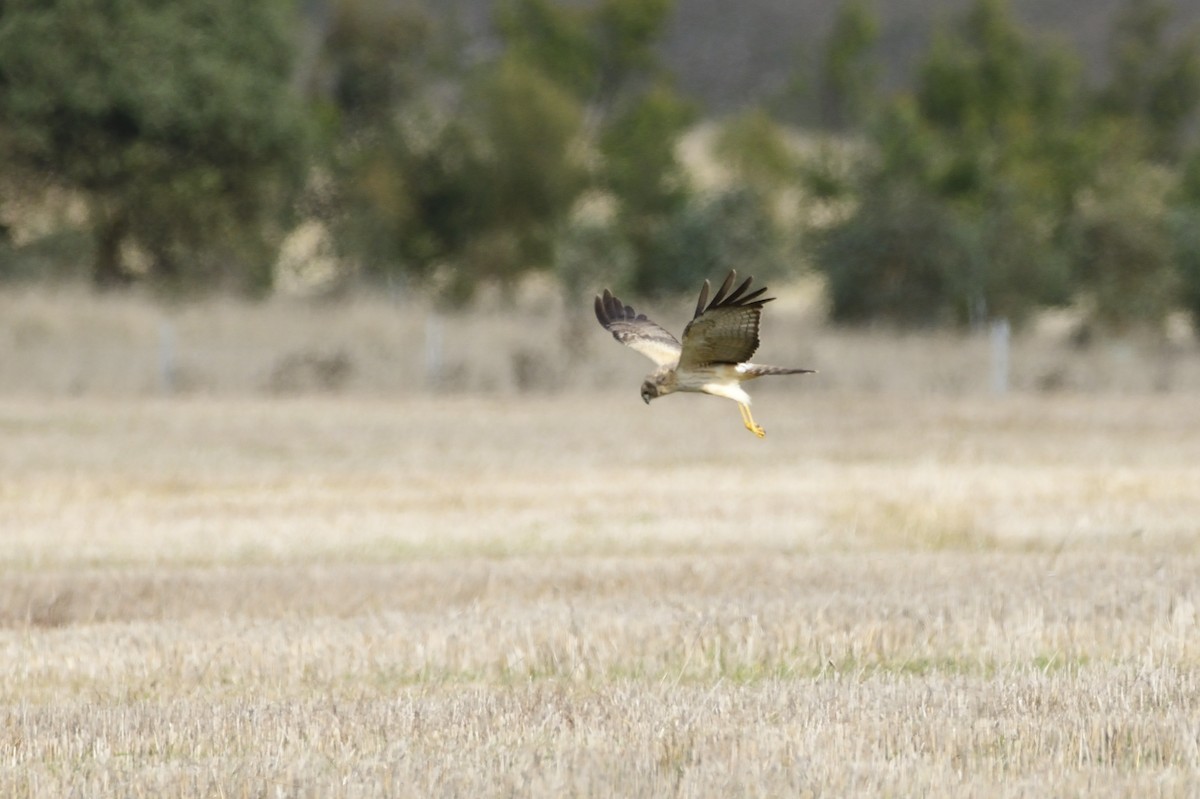Spotted Harrier - ML620147519