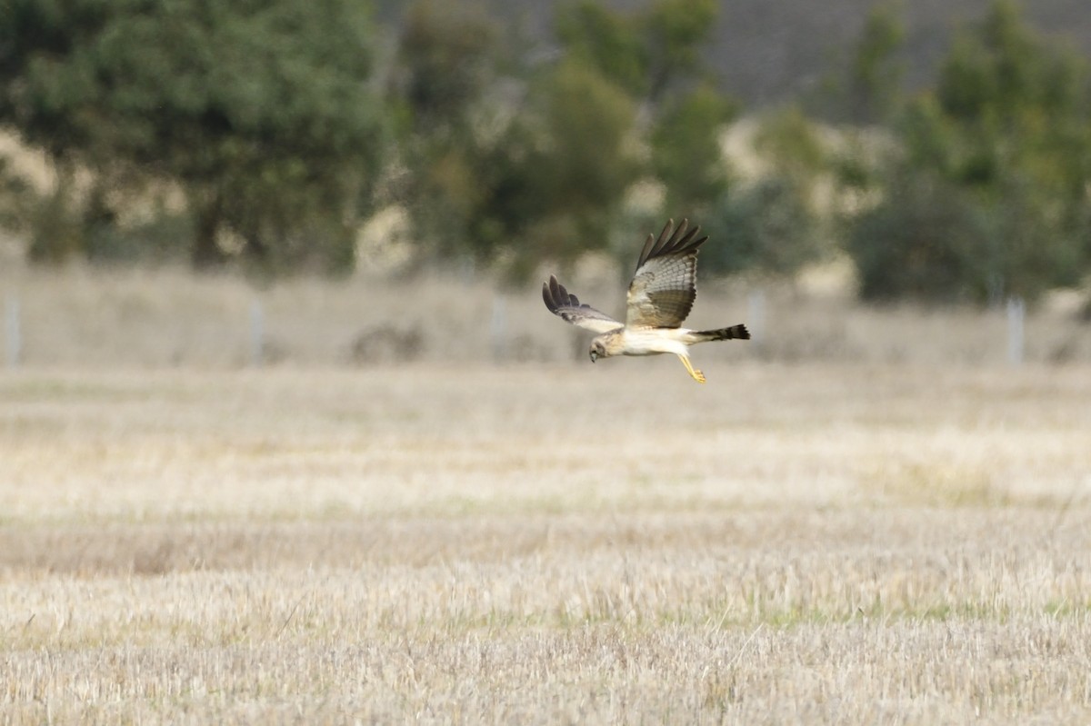 Spotted Harrier - ML620147521
