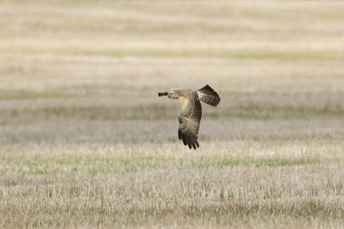 Spotted Harrier - ML620147524