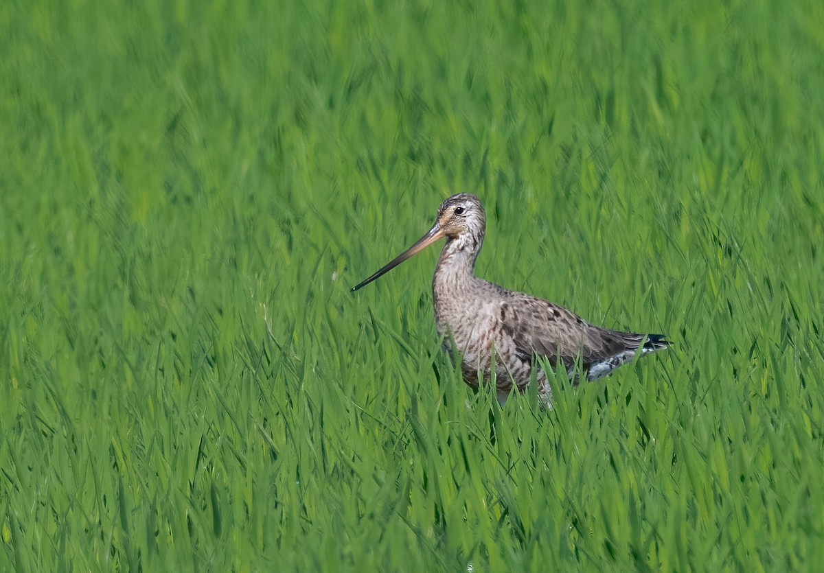 Hudsonian Godwit - ML620147526