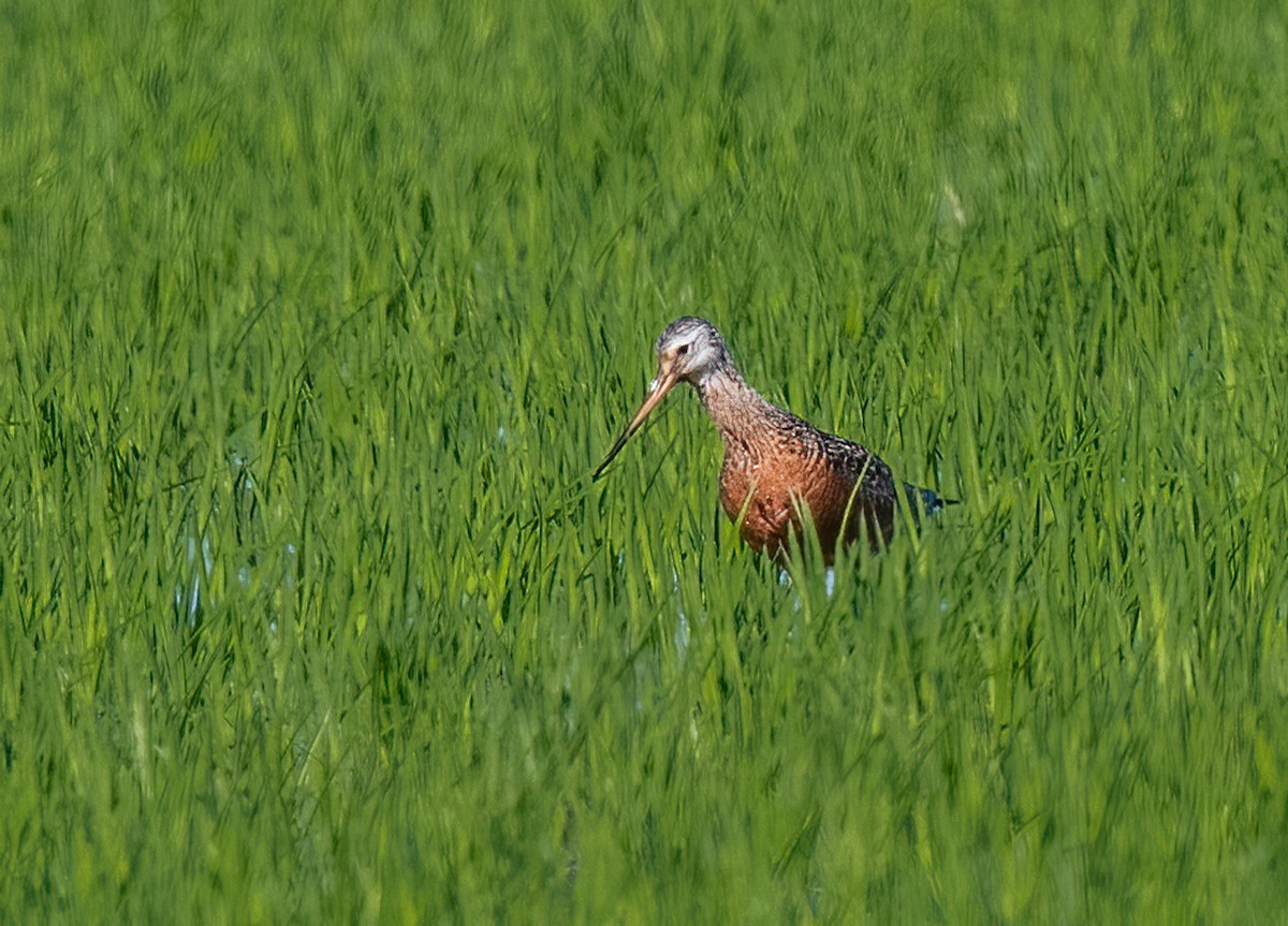 Hudsonian Godwit - ML620147527