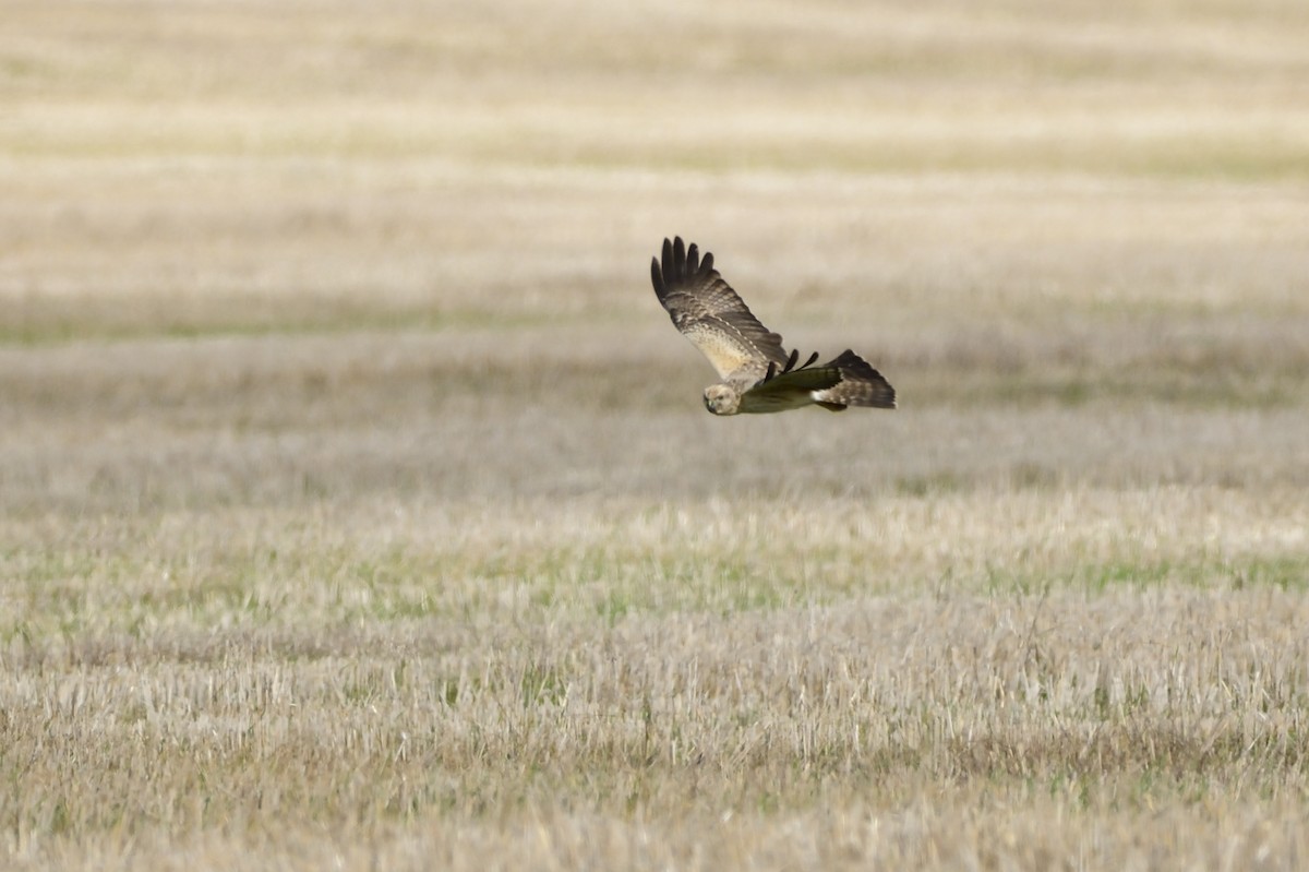 Spotted Harrier - ML620147530