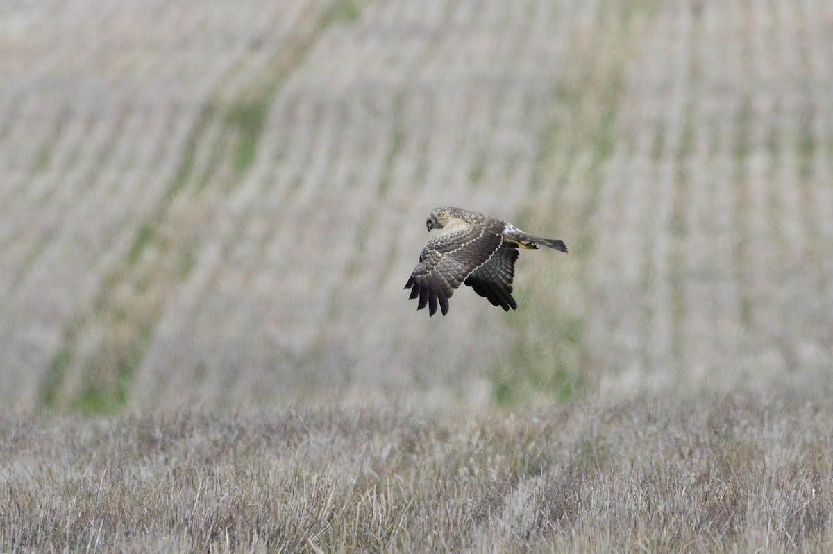 Spotted Harrier - ML620147531