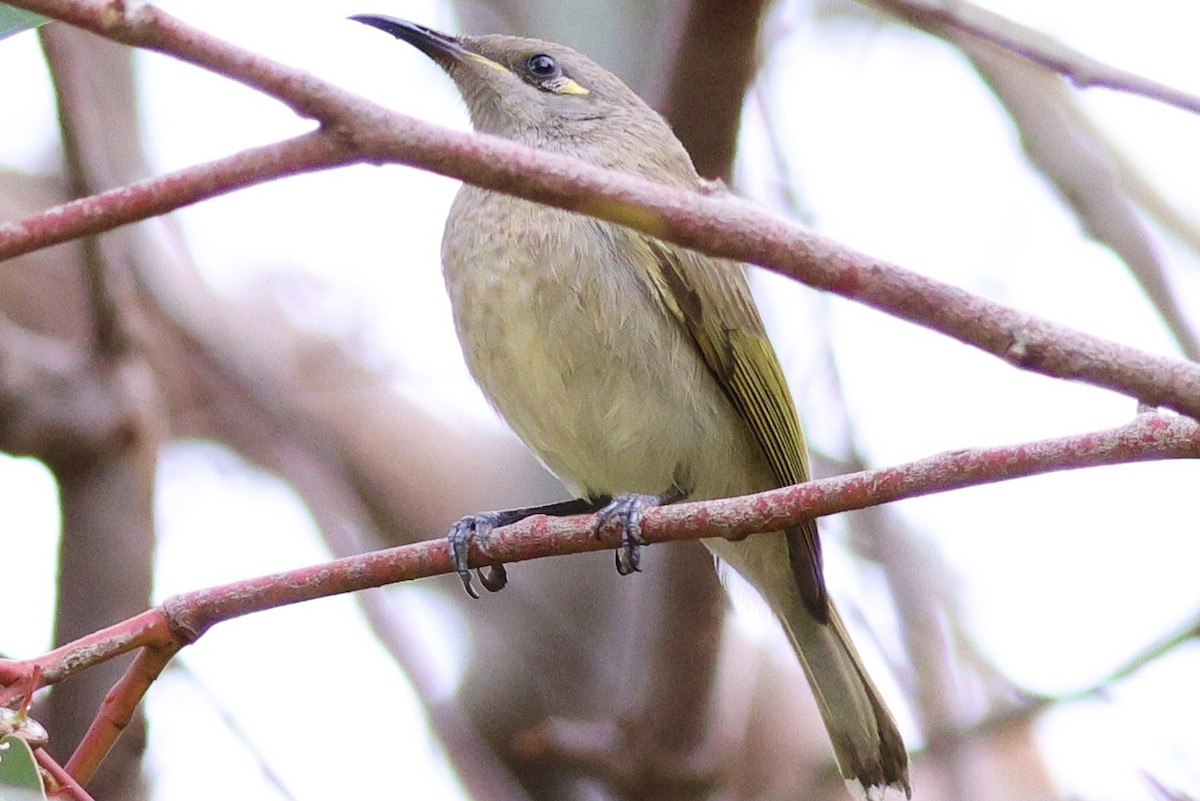 Brown Honeyeater - Terry O’Connor