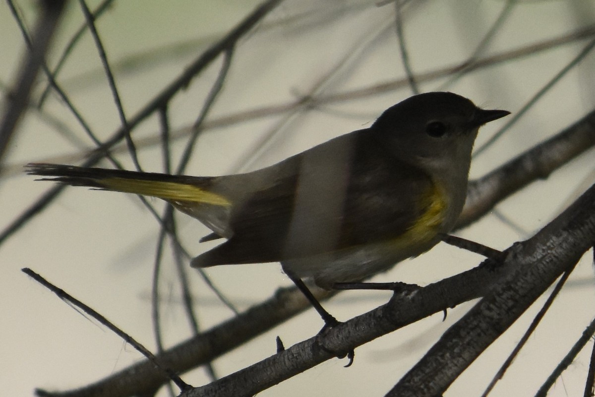 American Redstart - ML620147536