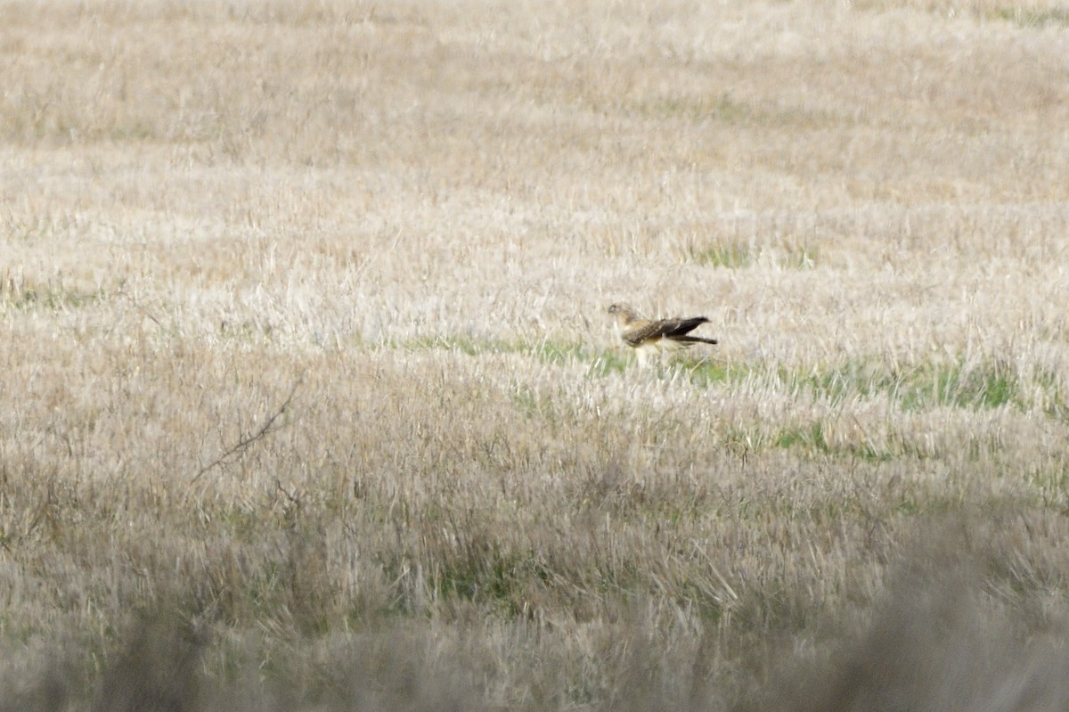 Spotted Harrier - ML620147540