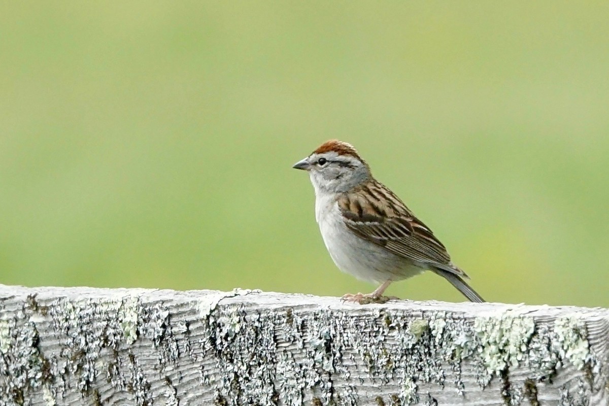 Chipping Sparrow - ML620147555