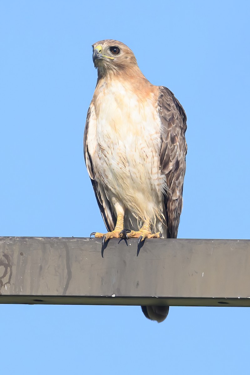 Red-tailed Hawk - ML620147561