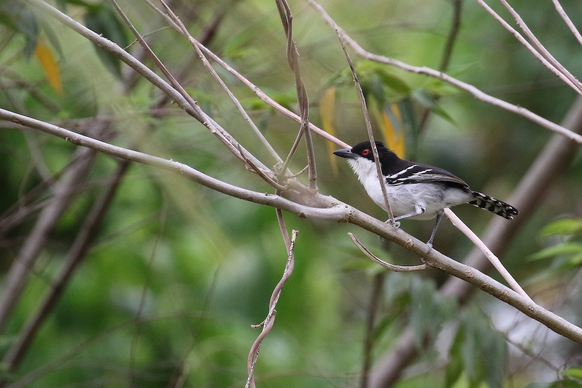 Great Antshrike - ML620147564