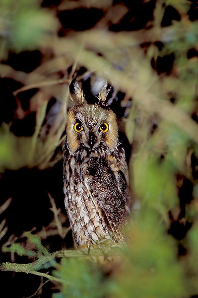 Long-eared Owl - Peter Weber 🦉